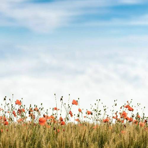 با صدای بچه دل پیره پیر وه ظاهرو جوانم مه غمگین ترین